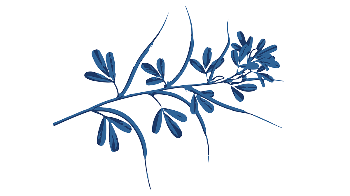 Pískavice řecké seno - Trigonella foenum-graecum